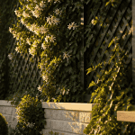 idee pour cacher un mur exterieur avec treillis et jasmin