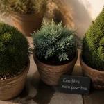 Conifère nain pour bac en pot : Pinus mugo Mops, Juniperus Blue Star, Picea Conica